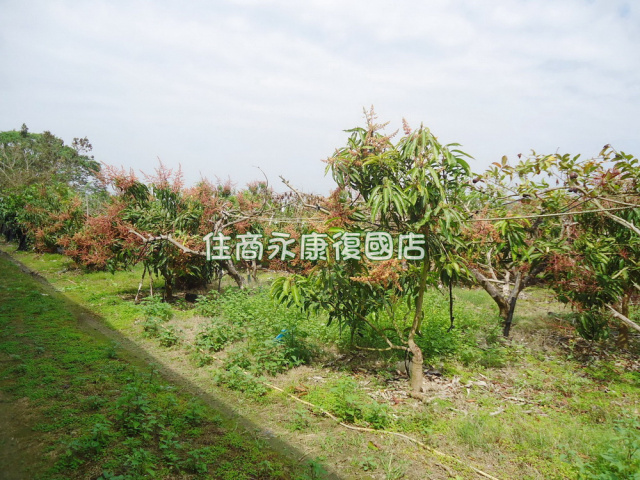 玉井台3線大路邊都計農地