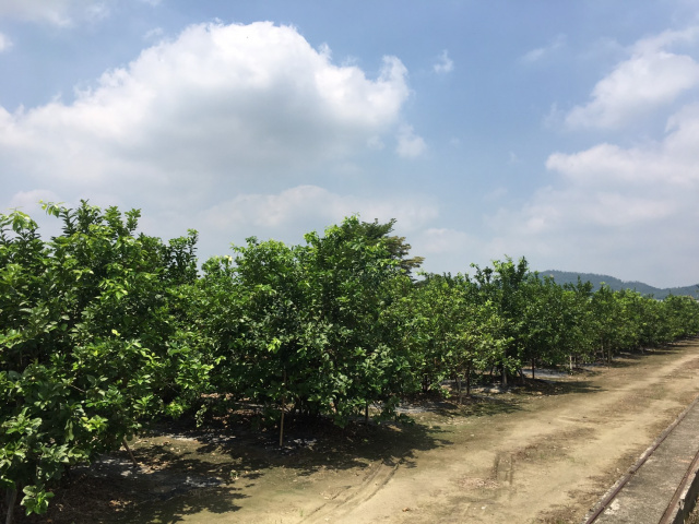 旗山圓潭養生休閒農地