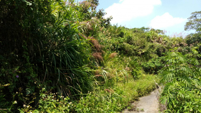 中埔12甲山坡地