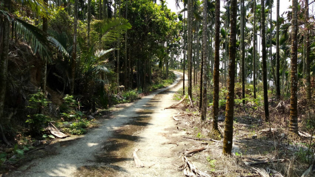 中埔12甲山坡地